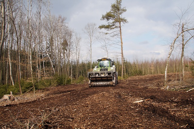 What you need to know before choosing a chainsaw for tree cutting